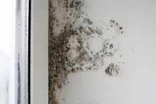 Mold On The Wall Near The Window Close-up. The Window Is Covered With Moisture, Which Is Why The Fungus Appears In The House