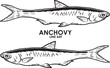 Hand draw vintage anchovy premium vector