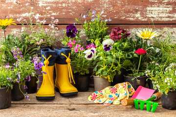 Spring work in the garden and at home, planting decorative flowers, different types of spring and summer flowers in pots on a wooden background, yellow rubber boots and a rake with a shovel