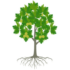 Wall Mural - Breadfruit with fruits and roots on a white background.