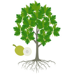 Wall Mural - Breadfruit tree with fruits and flowers on a white background.