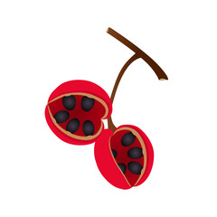 Wall Mural - Branch with fruits sterculia quadrifida on a white background.
