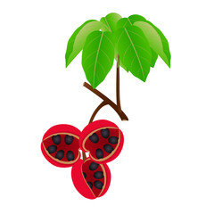 Wall Mural - Branch with fruits sterculia quadrifida and leaves on a white background.