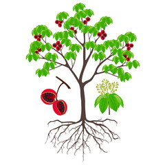 Wall Mural - Sterculia quadrifida tree with fruits and inflorescences on a white background.