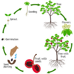 Wall Mural - A growth cycle of sterculia quadrifida tree on a white.