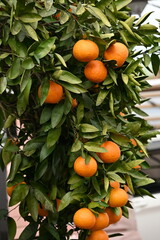 Wall Mural - Japanese citrus called 'Iyokan' ( Citrus Iyo ) Harvest.
A type of tangor grown mainly in Ehime Prefecture, Japan.