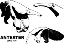 Set Of Hand Draw Vintage Anteater Premium Vector