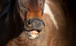 Muzzle of bay horse, background