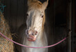 White horse portrait in the stable. Bloated nostrils. respiratory allergy