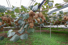 Kiwi Plants Hanging From Branches In Kiwi Farms. Healthy And Delicious Kiwis Make People Healthier. High Resolution Photo Images