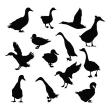 Set Of Duck Animal Silhouettes Various Styles