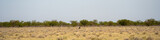 Fototapeta Sawanna - Etosha National Park Wildlife, Namibia