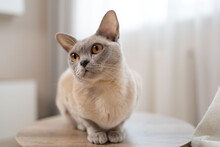 Close-up Portrait Of Lilac Burmese Cat With Beige Fur Color And Yellow Eyes, Curious Looking.