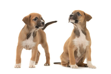 Poster -  two beautiful brown little puppy isolated on white background