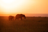 Fototapeta Natura - Silhouette of African elephants during sunset, Masai Mara, Kenya