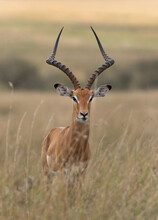 Portrait Of A Impala At Masai Mara, Kenya