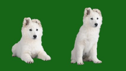 Sticker - swiss shepherd puppies on green screen