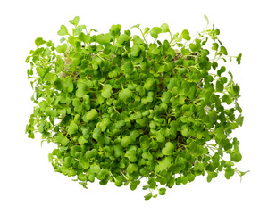 Wall Mural - Microgreens, micro greens - bok choy (chinese cabbage) seedlings, sprouted pak choi seeds isolated on white.