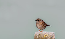 A Close Up Of A House Sparrow On A Fence Post