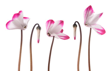 Poster - Persian cyclamen flowers and buds