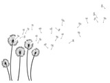 Fototapeta Dmuchawce - Dandelion wind blow background. Black silhouette with flying dandelion buds on white. Abstract flying seeds. Decorative graphics for printing. Floral scene design