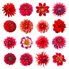 Wall Mural - Collection dahlias rouges	