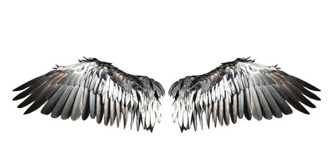 Wall Mural - Bird wings isolated on white backround.