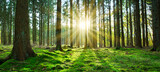 Fototapeta Las - Summer forest with bright sun shining through the trees.