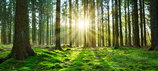 summer forest with bright sun shining through the trees.