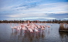 Flamingos Flock In A Lake