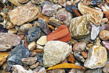 Canvas Print - seashells on the beach