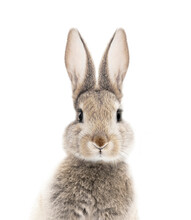 Photo Portrait Of A Bunny Or Rabbit On A White Background For Digital Printing Wallpaper, Custom Design 