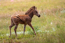 Baby Zebra Frolics In A Field Of Green