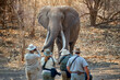 On safari in Africa: a view of a group of tourists from behind, standing in front of a huge male elephant with long tusks. Safari walk in the wildderness of ManaPools dry forest, Zimbabwe. 