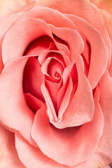 Erotic metaphor. Rose bud with petals resembling vulva. Beautiful flower as background, closeup