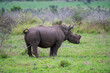 peeing rhino minding his business  in green savana 