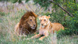 male and female lion in the grass of south african wilderness 