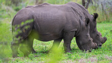 Two Dehorned Rhino In The Grass 