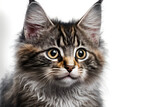 Fototapeta Koty - Cat illustration - Cute cat - Furry cat - Cat on white background - Cat in studio