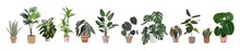 Indoor Plants Illustrations Set. Realistic House Plants In Hand Made Pots. Exotic Interior Flowers. Ficus, Snake Plant, Ficus, Begonia, Monstera On Transparent Background. PNG. Digital Stickers
