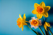 Wunderschöne gelbe Narzissen auf blauen Hintergrund mit Platzhalter. Perfekter Hintergrund für den Frühling und Ostern - Ai generiert