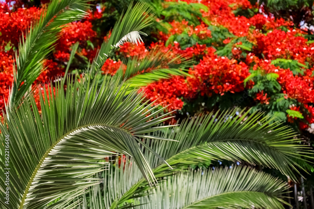 Palm leaves against red flowers, closeup