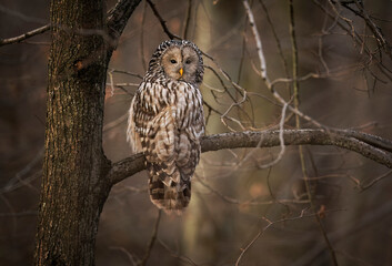 Wall Mural - Ural owl ( Strix uralensis ) close up