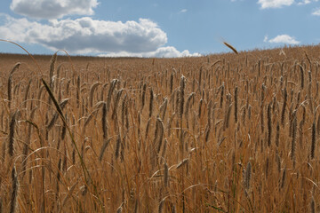 Kornfeld im Sommer bei blauen Himmel mit Wolken