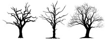 Large Leafless Hardwood Trees Are Seen Silhouetted On A White Background In A Isolated Transparent Illustration.