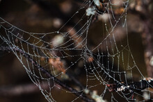 Spider Web, Plants And Dew Drops Close-up. Abstract Background