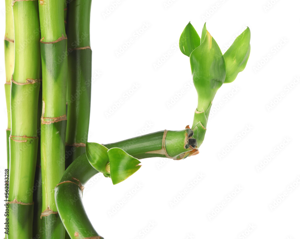 Fresh bamboo stems isolated on white background, closeup