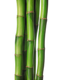 Fototapeta Dziecięca - Fresh bamboo stems on white background, closeup