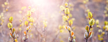 Willow Branches With Fluffy Catkins In The Forest In The Sunlight On A Blurred Background