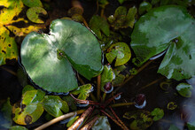 Lotus Leaves In Water